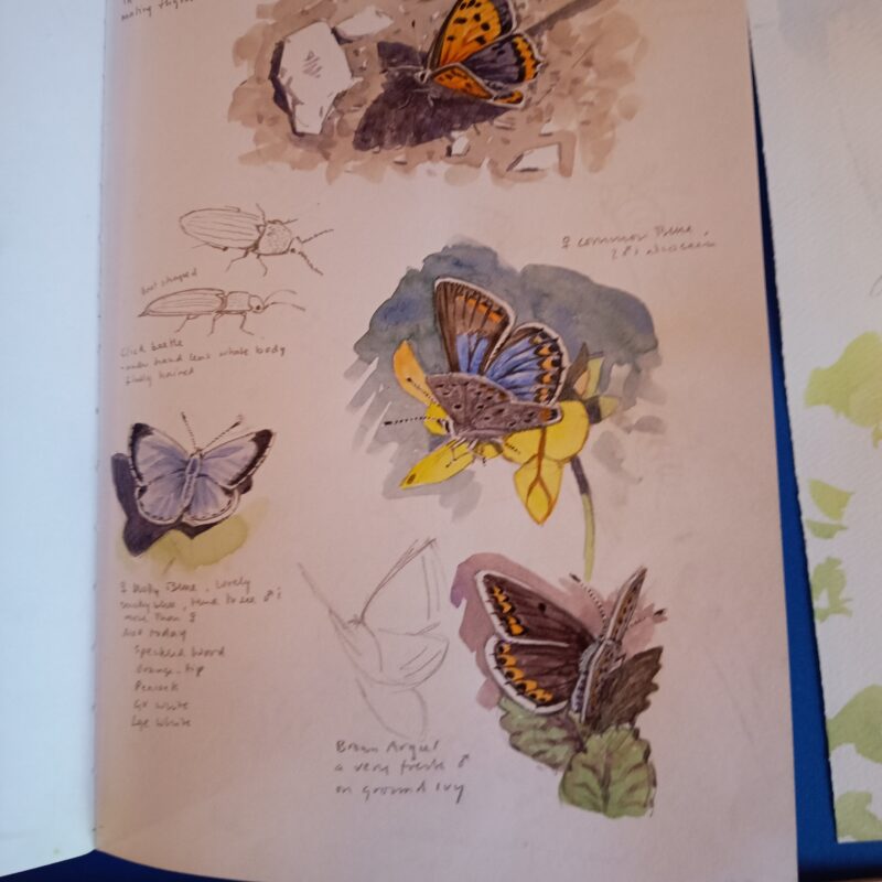   Butterfly studies by Richard Allen 