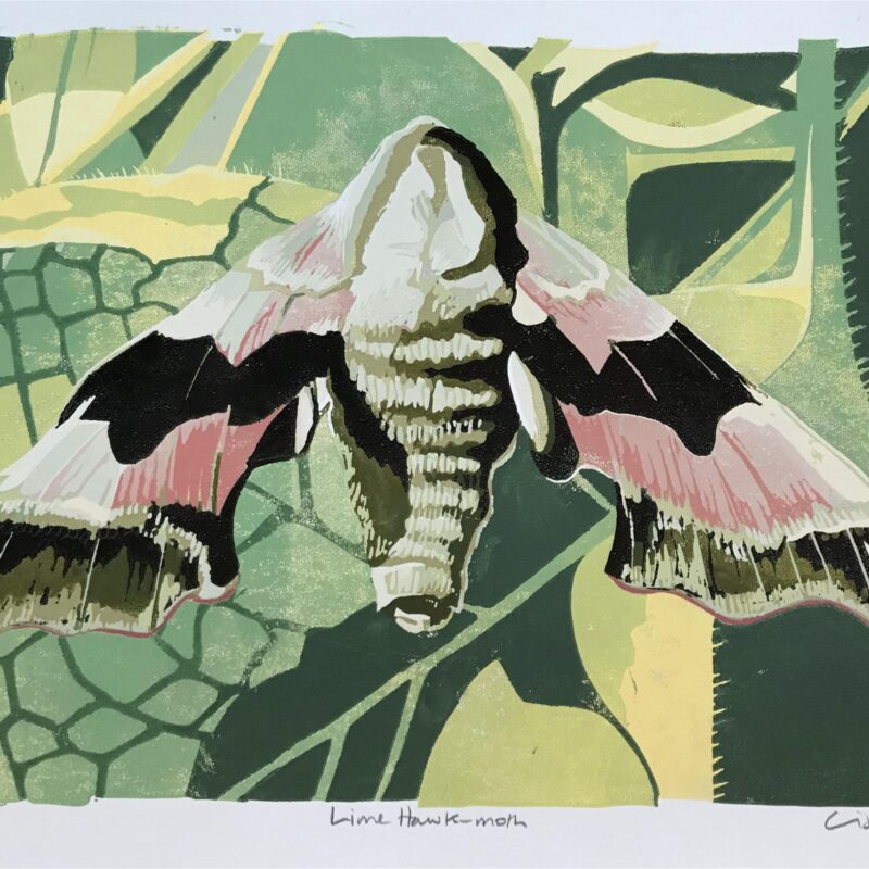   Lime Hawk Moth by Lisa Hooper