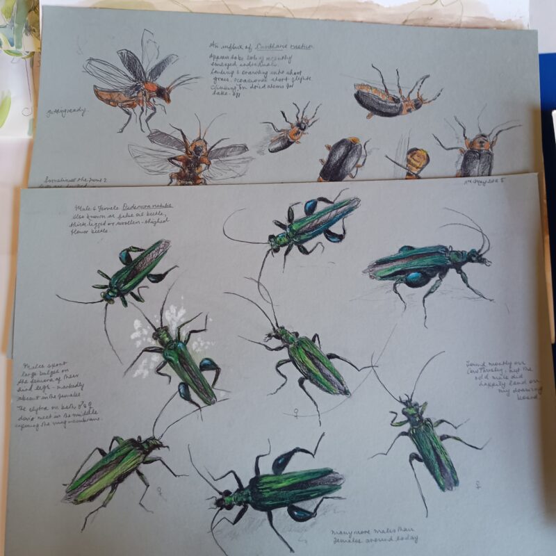   Fieldwork from Melanie Mascerenhas