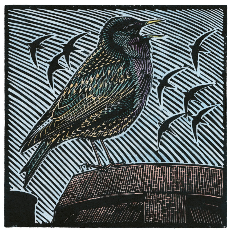   Starling and Swifts by Richard Jarvis