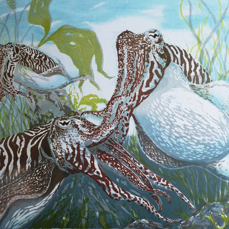   The cunning Cuttlefish by Louise Scammell