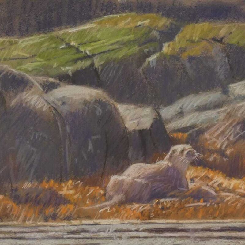   Dog Otter, Taynish Rapids by John Threlfall