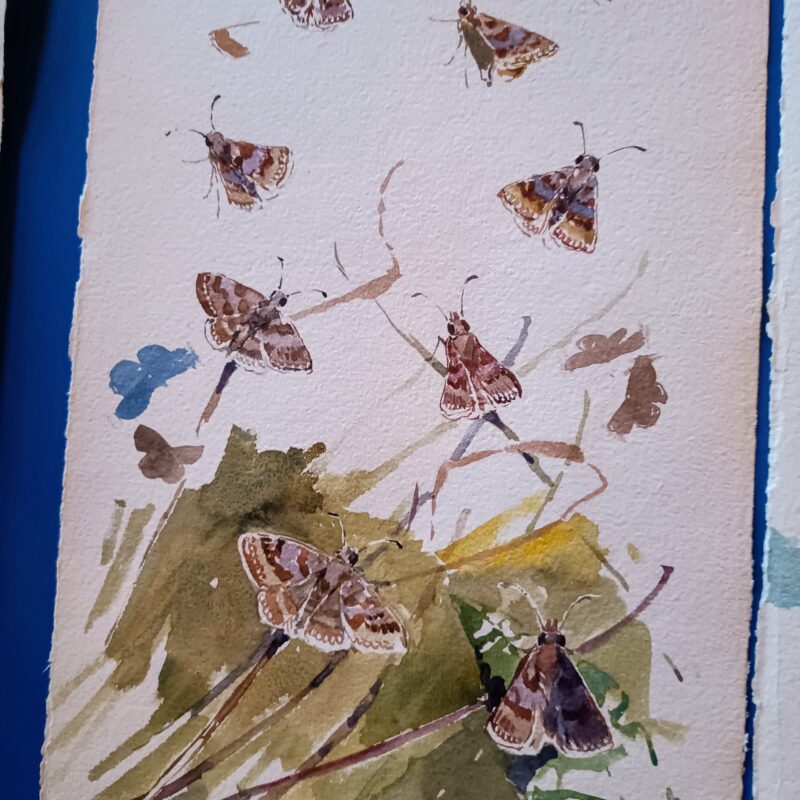   Dingy skippers by Darren Woodhead