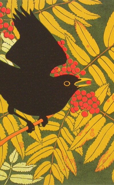 Blackbird in rowan by Robert Gillmor