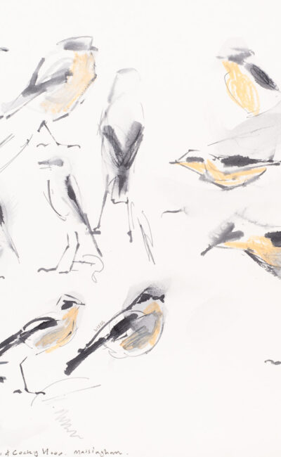 Wheatear on the pig field by Wynona Legg