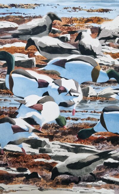 Shelducks and Hoodies feeding in the seaweed by Ben Woodhams