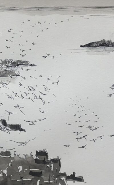 Arctic Tern dread, Isle of May