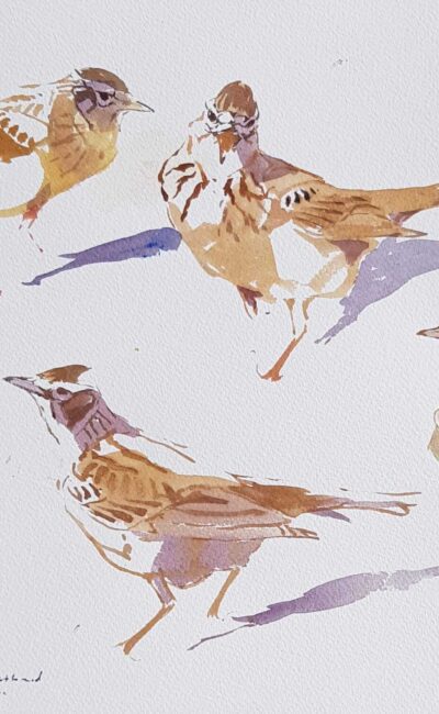 Skylark by Darren Woodhead